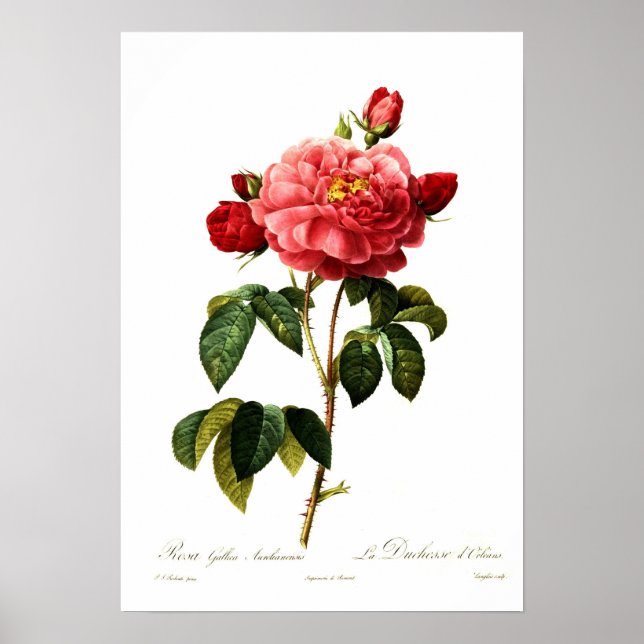 Rosa gallica aurelianensis poster (Front)