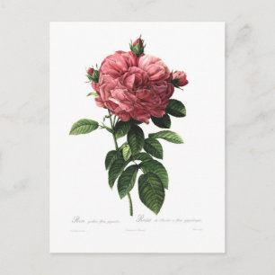 Rosa gallica flore giganteo postcard
