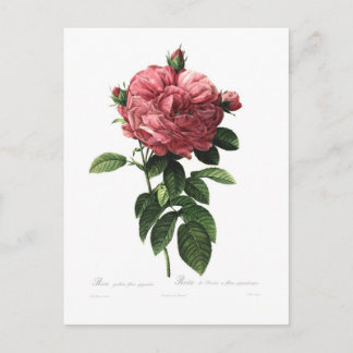 Rosa gallica flore giganteo postcard