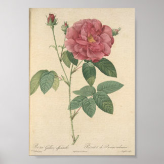 Rosa Gallica Officinalis; Rosier des Apothicaires Poster