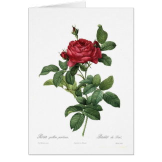 Rosa gallica pontiana