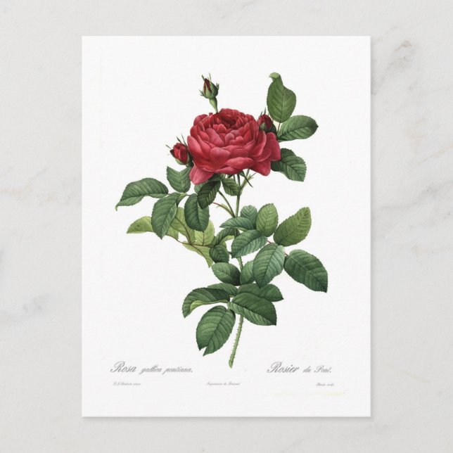 Rosa gallica pontiana postcard (Front)