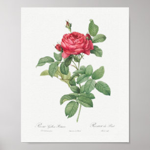 Rosa Gallica Pontiana Vintage Floral Pink Rose Poster