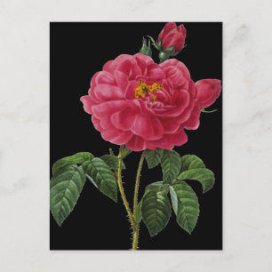 Rosa Gallica Postcard