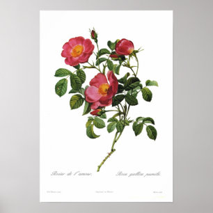 Rosa gallica pumila by Pierre-Joseph Redoute Poster