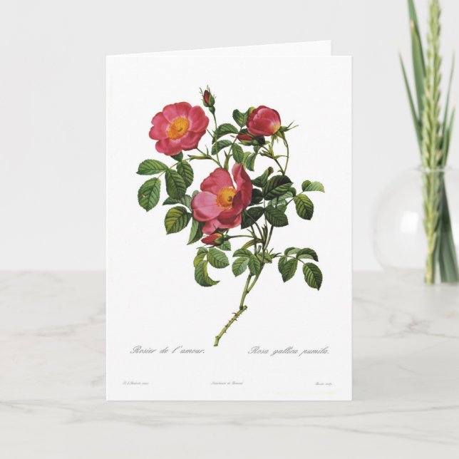 Rosa gallica pumila card (Front)