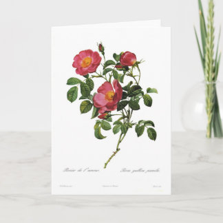 Rosa gallica pumila card
