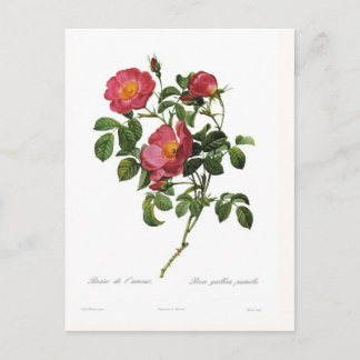 Rosa gallica pumila postcard