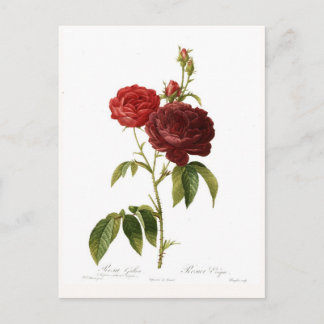 Rosa gallica purpuro-violacea magna postcard