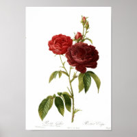 Rosa gallica purpuro-violacea magna