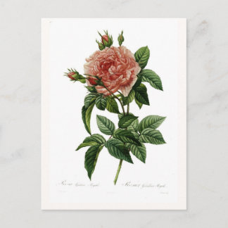 Rosa gallica regalis postcard