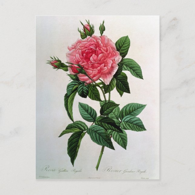 Rosa Gallica Regallis Postcard (Front)
