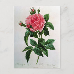 Rosa Gallica Regallis Postcard