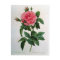 Rosa Gallica Regallis