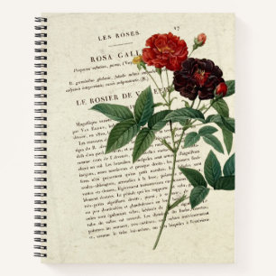 Rosa gallica Van Eeden Gardener Notebook