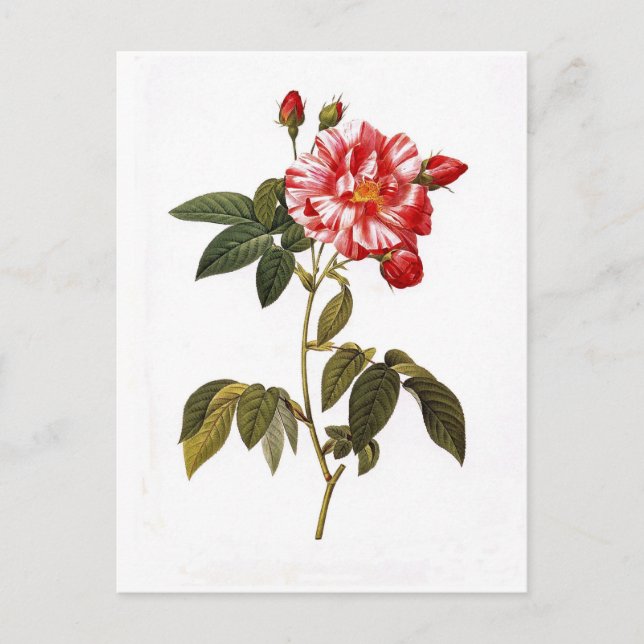 Rosa gallica versicolor postcard (Front)