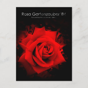 Rosa Gartenzauber '84:Postcard Postcard
