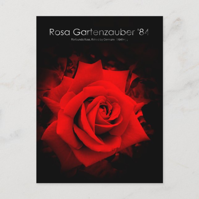 Rosa Gartenzauber '84：Postcard Postcard (Front)