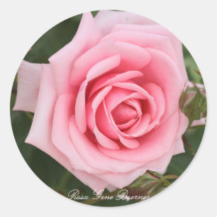 Rosa Gene Boerner Classic Round Sticker