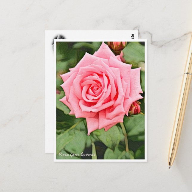 Rosa Gene Boerner Postcard (Front/Back In Situ)