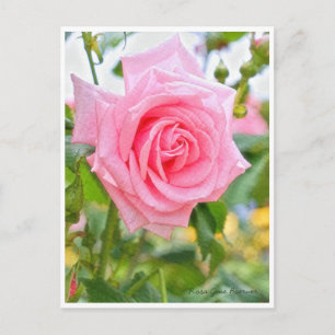 Rosa Gene Boerner Postcard