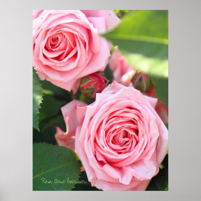 Rosa Gene Boerner [Value Poster Paper] (Front)