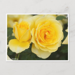Rosa Gold Bunny Postcard