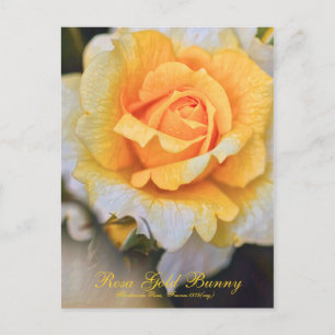 Rosa Gold Bunny [Postcard] Postcard