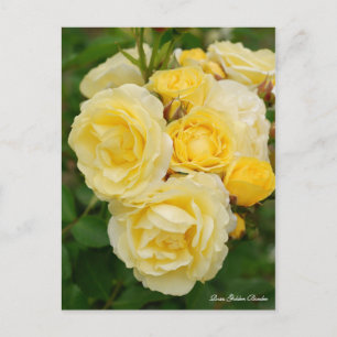 Rosa Golden Border [Postcard] Postcard