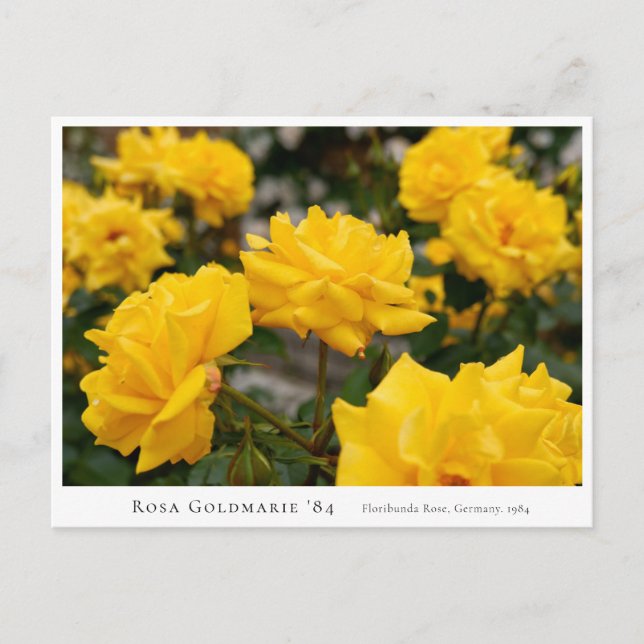 Rosa Goldmarie '84 Postcard (Front)