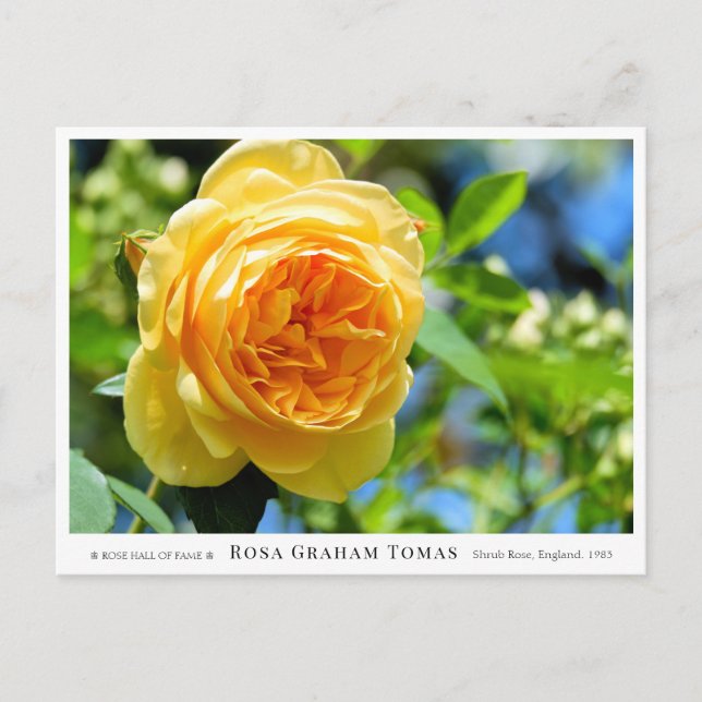 Rosa Graham Tomas Postcard (Front)