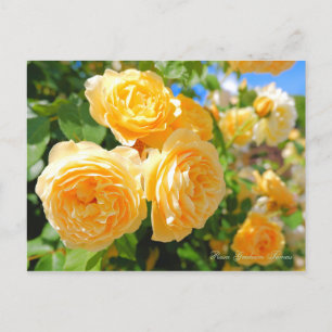 Rosa Graham Tomas Postcard