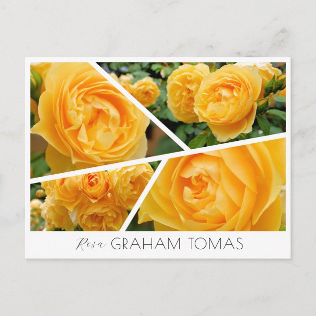 Rosa Graham Tomas Postcard (Front)