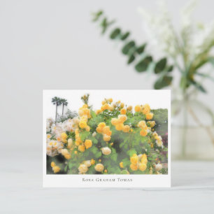 Rosa Graham Tomas Postcard