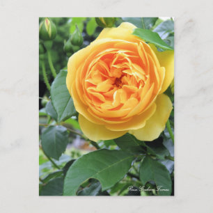 Rosa Graham Tomas:Postcard Postcard