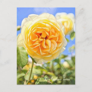 Rosa Graham Tomas [Postcard] Postcard