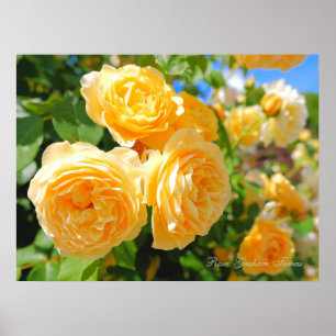 Rosa Graham Tomas [Value Poster Paper]