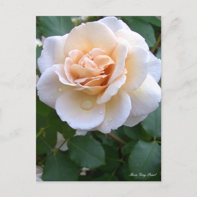 Rosa Grey Pearl [Postcard] Postcard (Front)