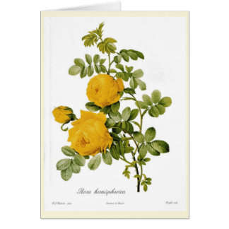 Rosa hemispherica