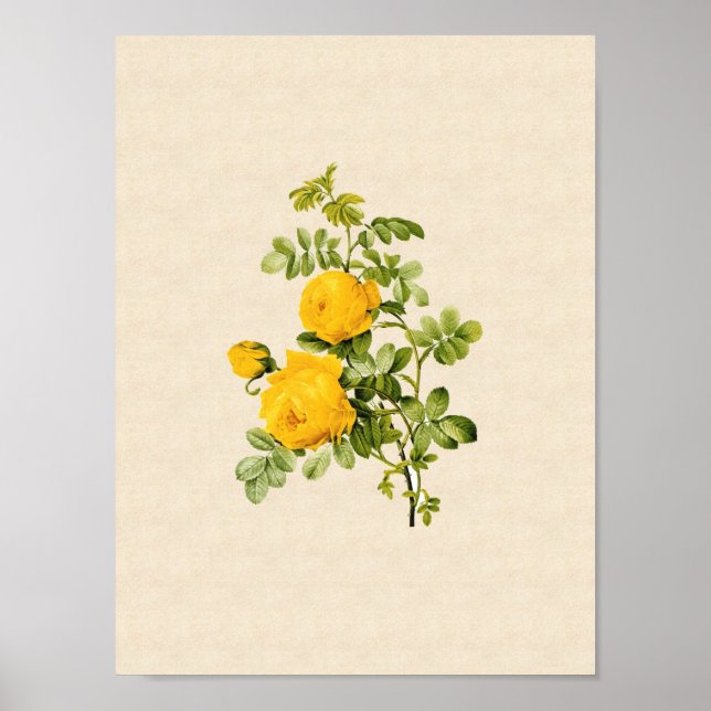 Rosa hemispherica poster (Front)