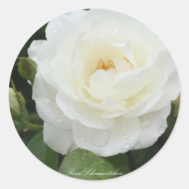 Rosa Iceberg Classic Round Sticker (Front)
