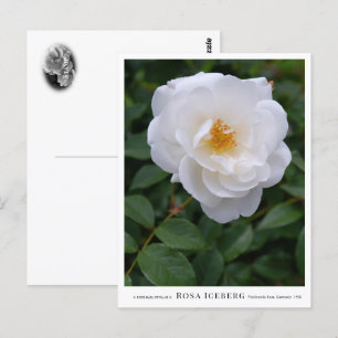 Rosa Iceberg Postcard