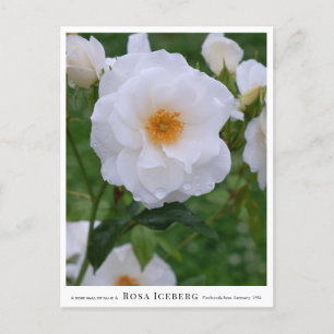 Rosa Iceberg Postcard