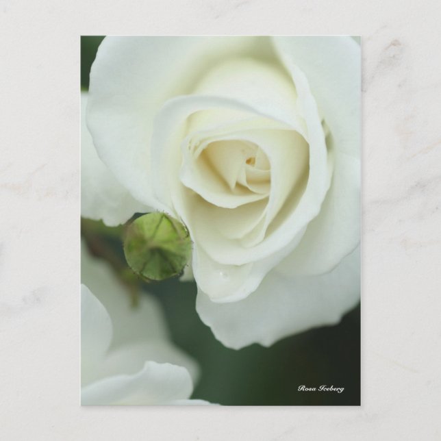 Rosa Iceberg Postcard (Front)