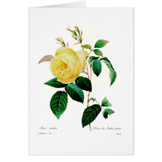 Rosa indica by Pierre-Joseph Redouté (Front)