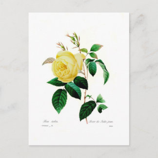 Rosa indica by Pierre-Joseph Redouté Postcard
