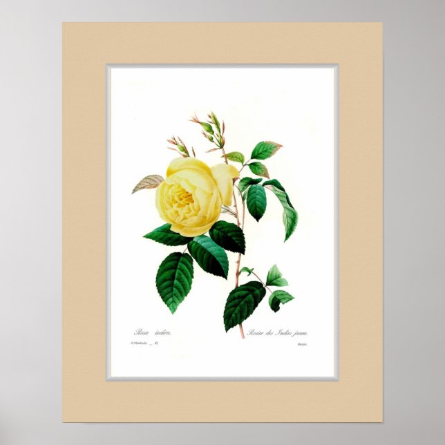 Rosa indica,Custom border Poster (Front)