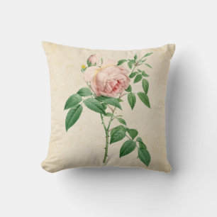 Rosa indica fragrans botanical illustration cushion