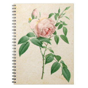 Rosa indica fragrans botanical illustration notebook