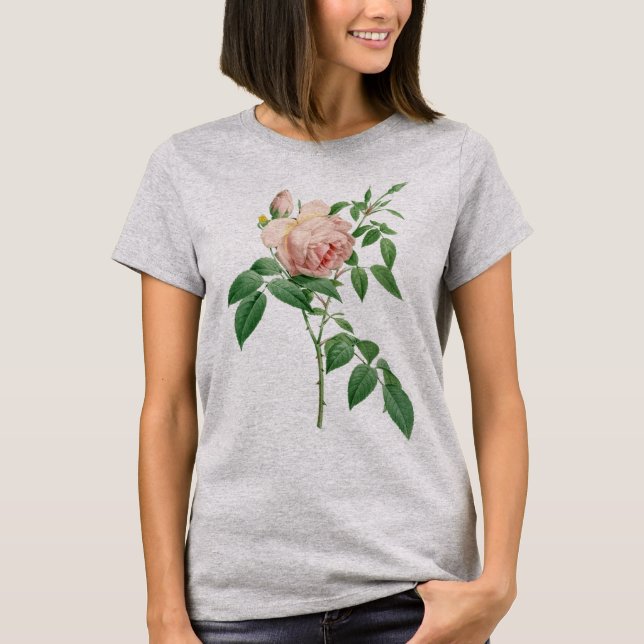 Rosa indica fragrans botanical illustration T-Shirt (Front)